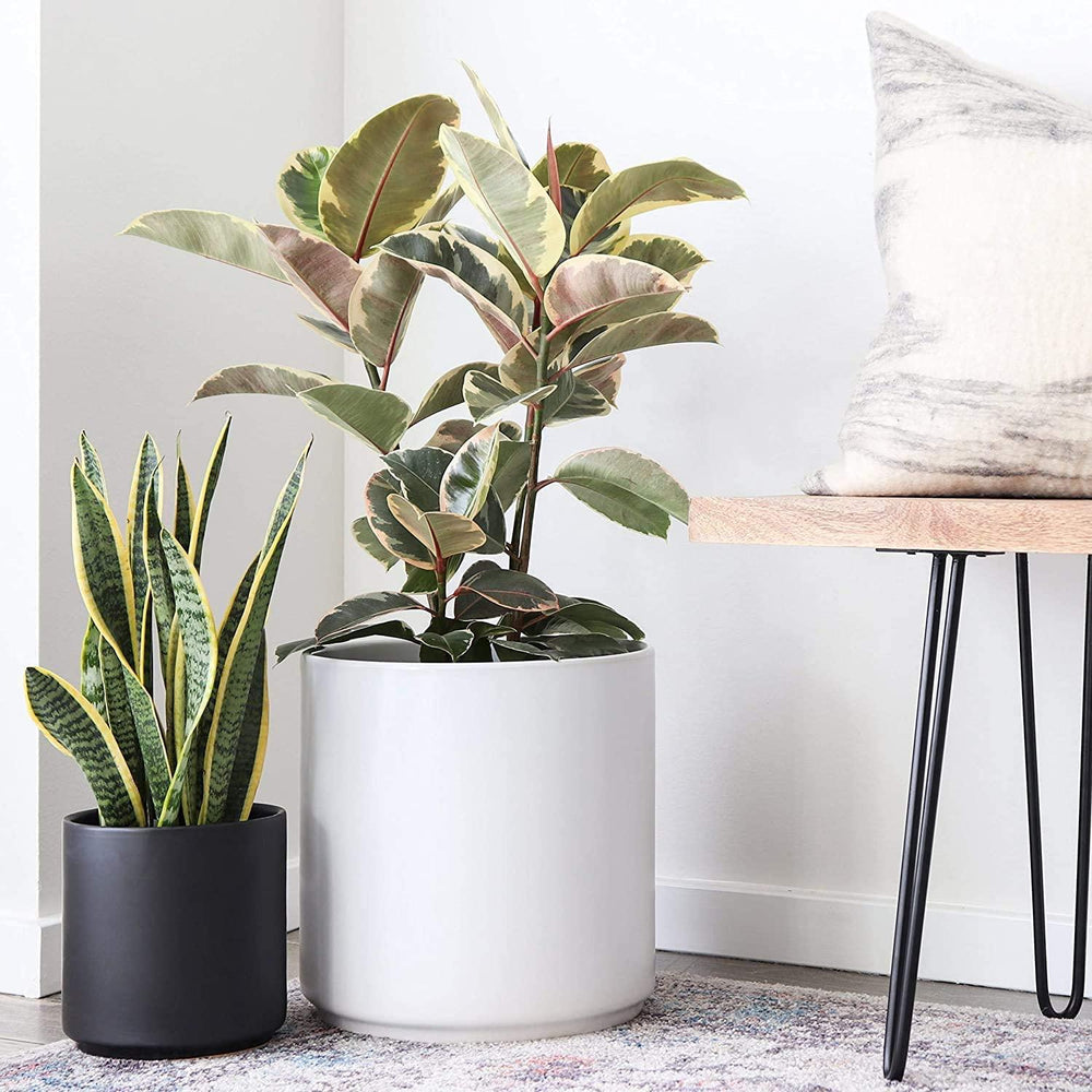 Maceta Cilindro Barro Loza 25.4 cm