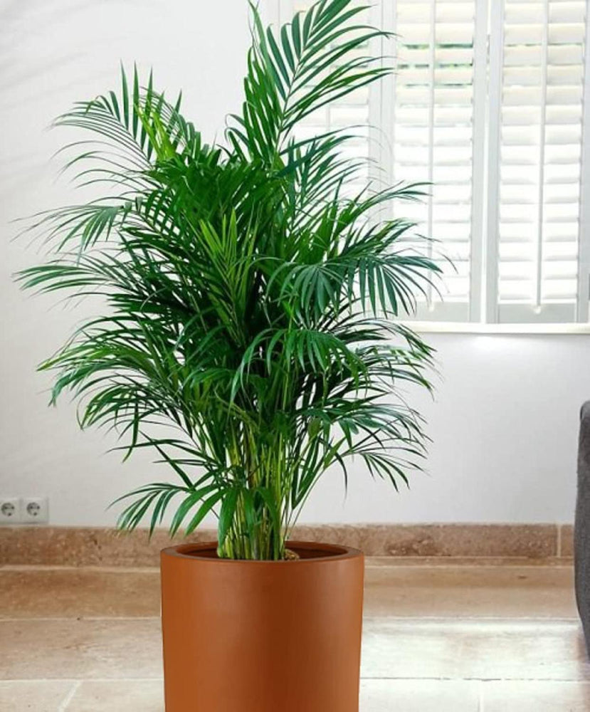 Maceta Cilindro Barro Loza 25.4 cm