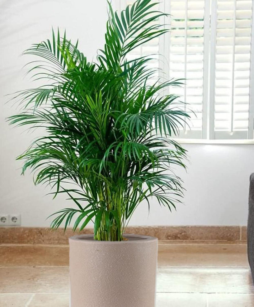 Maceta Cilindro Barro Loza 25.4 cm