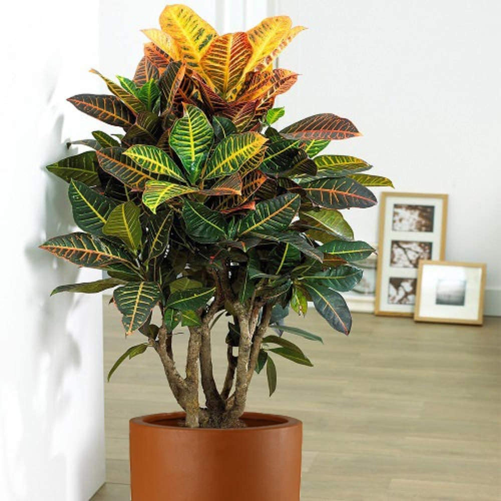 Maceta Cilindro Barro Loza 25.4 cm