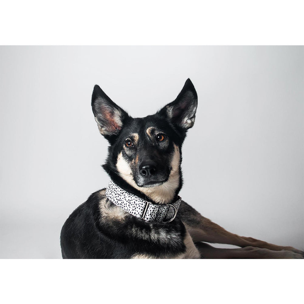 Collar para Perro / Mascota Diseño Único tipo Martingale. Coco NATIVO-CO