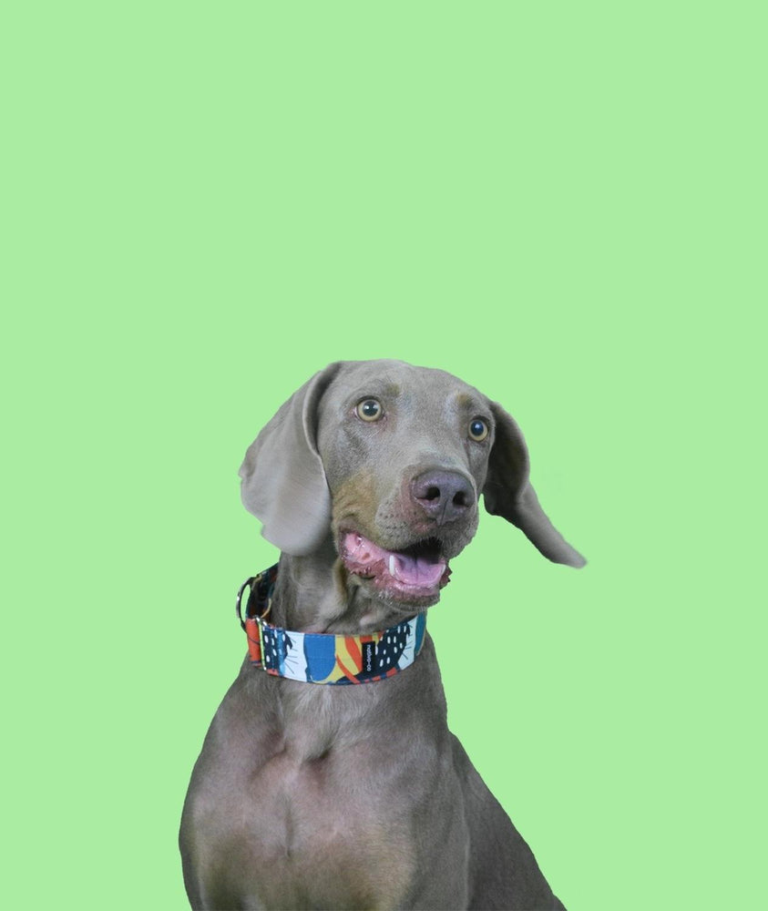 Collar para Perro / Mascota Diseño Único tipo Martingale. Boho NATIVO-CO