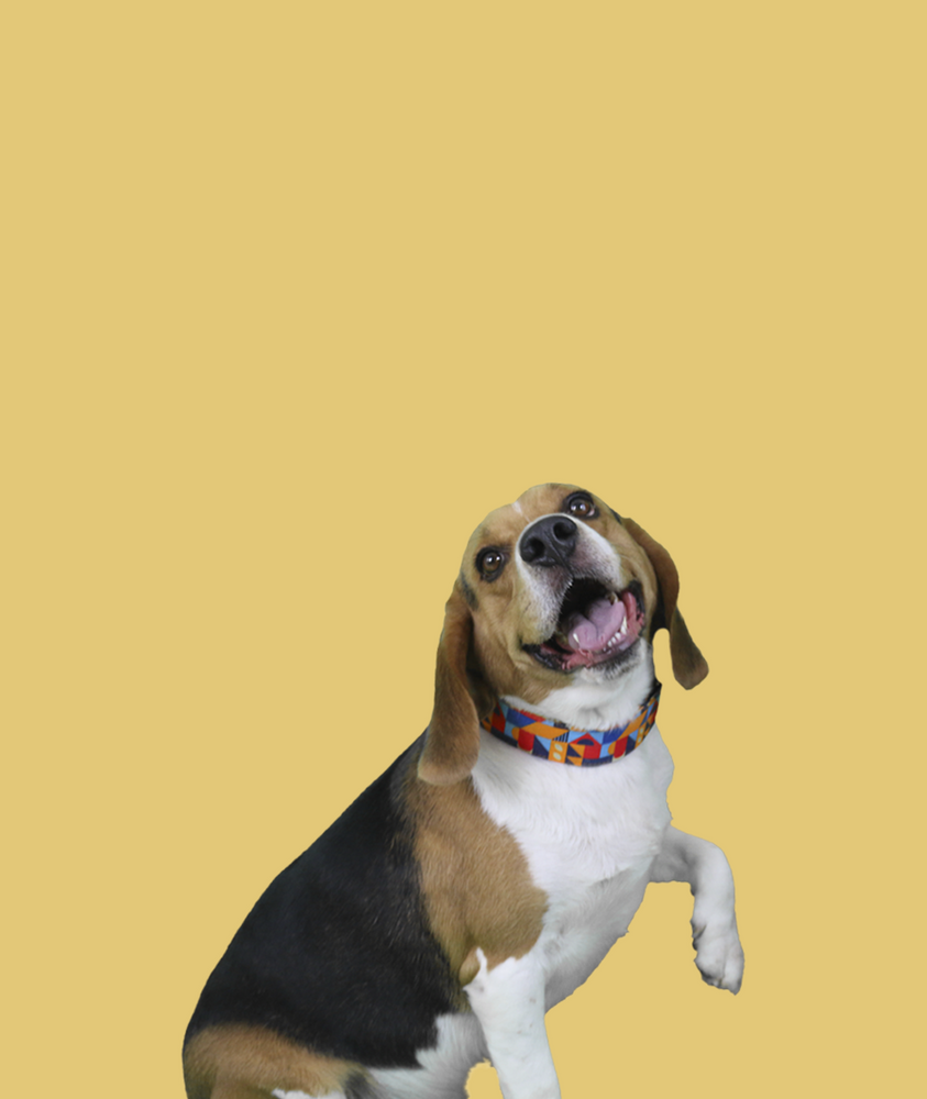 Collar Para Perro Con Diseño Vanguardista Nativo-Co Pixel